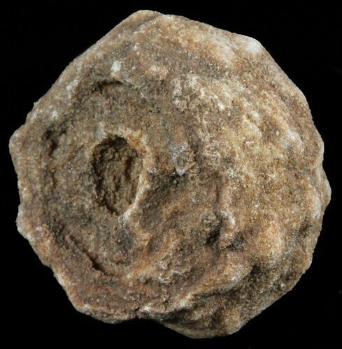 Flower-Like Sandstone Concretion - Pseudo Stromatolite #62200